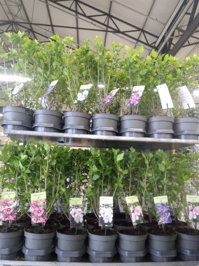 Горшечные цветы и растения оптом Hibiscus Syriacus от 3шт из Голландии с доставкой по России