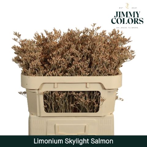 Срезанные цветы оптом Limonium paint salmon от 25шт из Голландии с доставкой по России