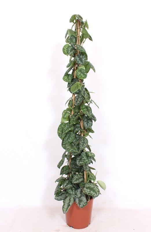 Горшечные цветы и растения оптом Scindapsus Trebie Piramide от 1шт из Голландии с доставкой по России Горшечные цветы и растения оптом Scindapsus Trebie Piramide от 1шт из Голландии с доставкой по России