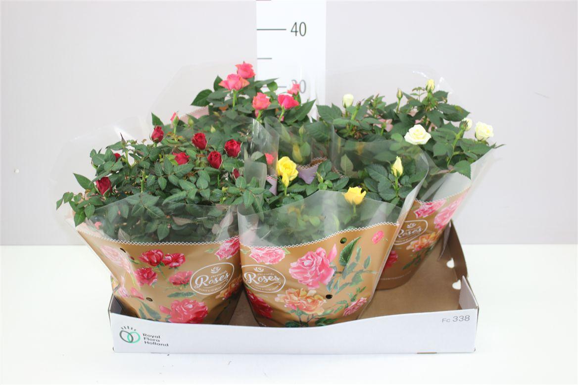 Горшечные цветы и растения оптом Rosa Favourite Gemengd от 4шт из Голландии с доставкой по России