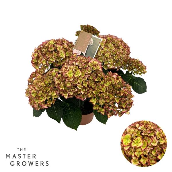 Горшечные цветы и растения оптом Hydrangea Ma Hi Moon 7+ от 6шт из Голландии с доставкой по России