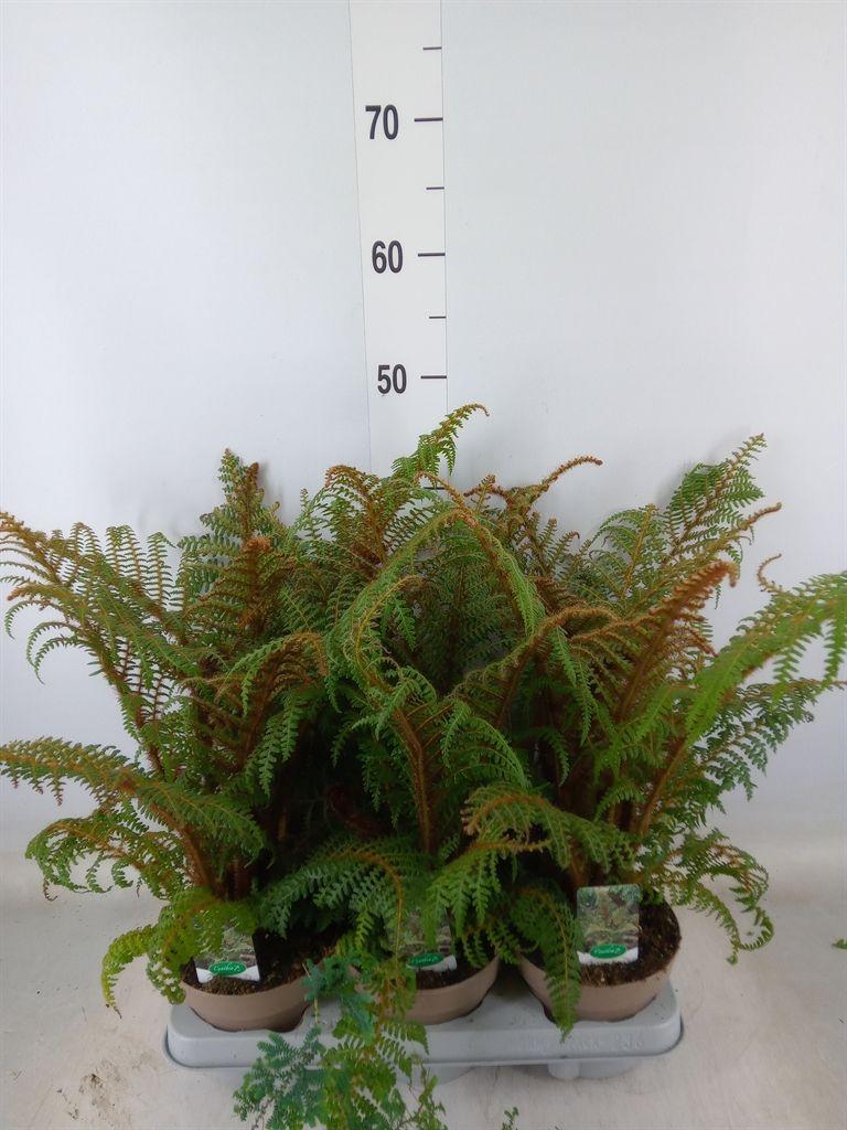 Горшечные цветы и растения оптом Cyathea Tomentosissima от 6шт из Голландии с доставкой по России