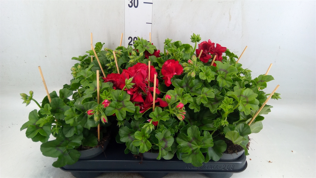 Горшечные цветы и растения оптом Pelargonium Pelt.   ... от 8шт из Голландии с доставкой по России