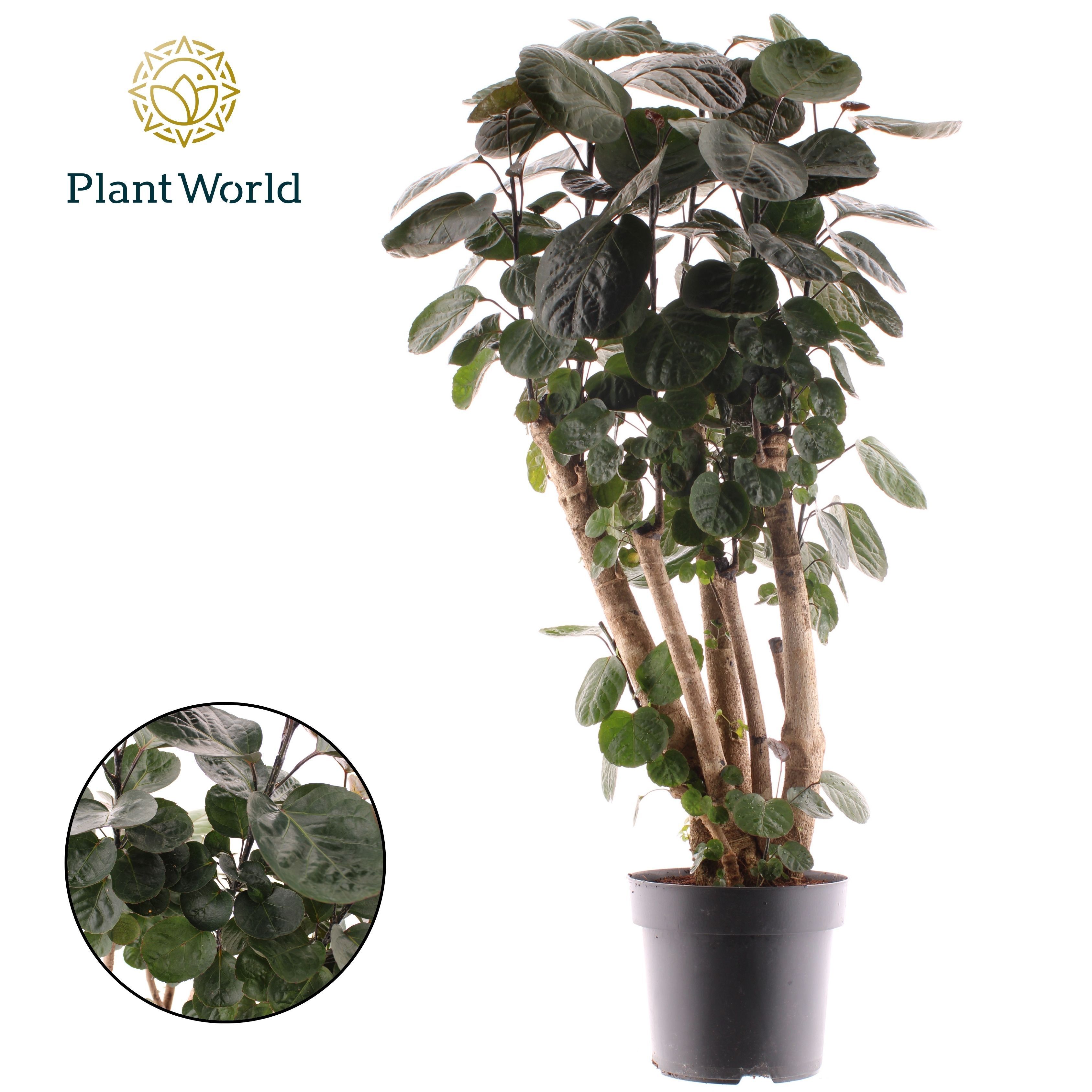 Горшечные цветы и растения оптом Polyscias Fabian Branched (decorum) от 1шт из Голландии с доставкой по России