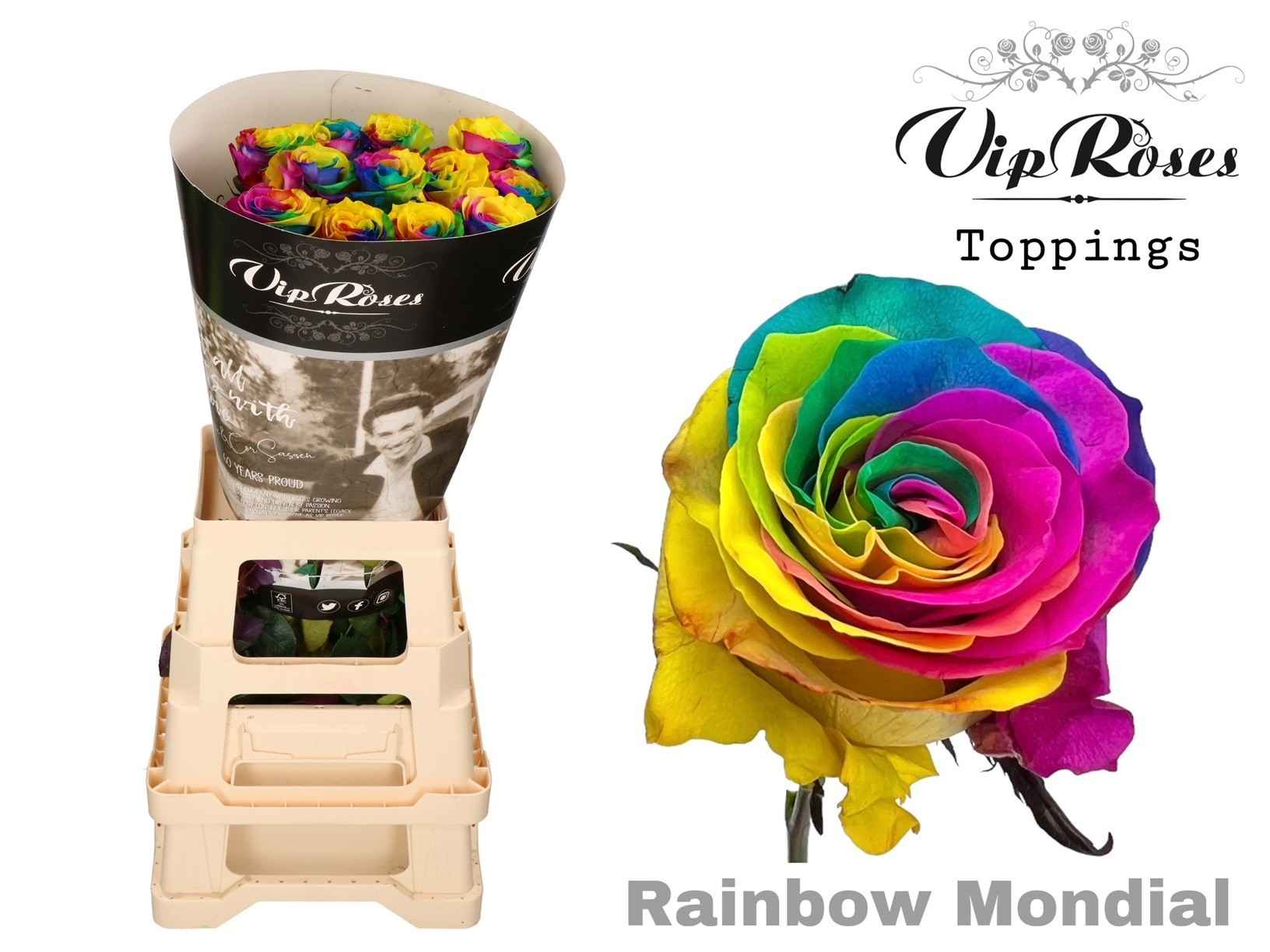 Срезанные цветы оптом Rosa la paint magic rainbow mondial от 25шт из Голландии с доставкой по России