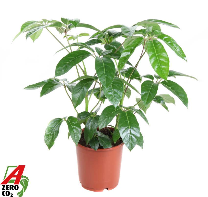 Горшечные цветы и растения оптом Schefflera Amata 2pp от 1шт из Голландии с доставкой по России