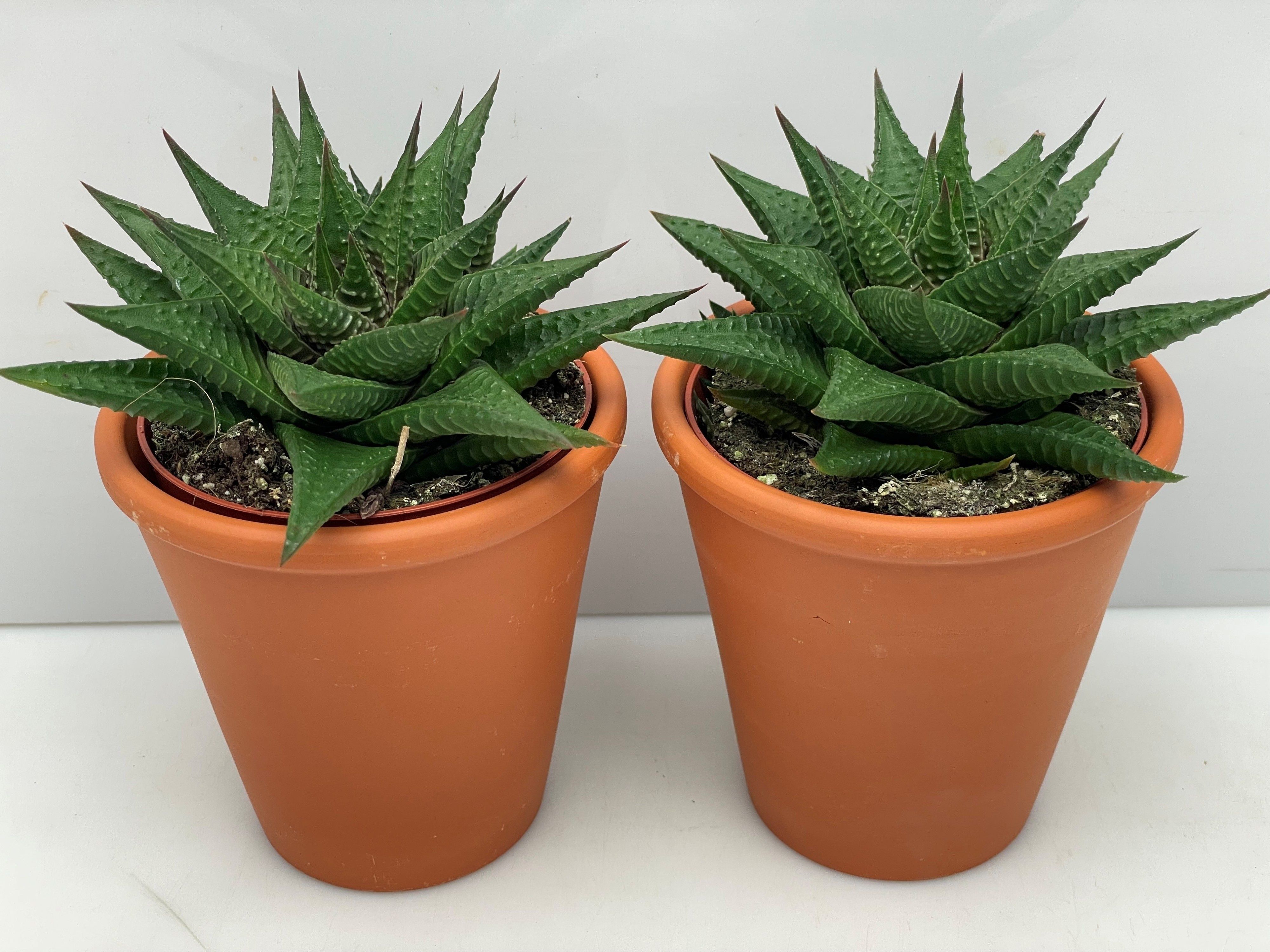 Горшечные цветы и растения оптом Hawo Limifolia от 11шт из Голландии с доставкой по России