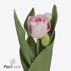 Срезанные цветы оптом Tulipa do mariage от 50шт из Голландии с доставкой по России