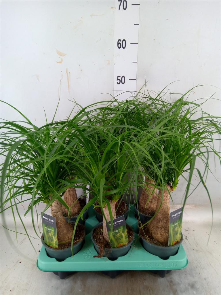 Горшечные цветы и растения оптом Beaucarnea Recurvata от 6шт из Голландии с доставкой по России