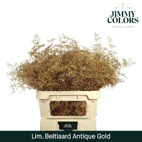 Срезанные цветы оптом Limonium beltlaard paint metallic antique gold от 25шт из Голландии с доставкой по России