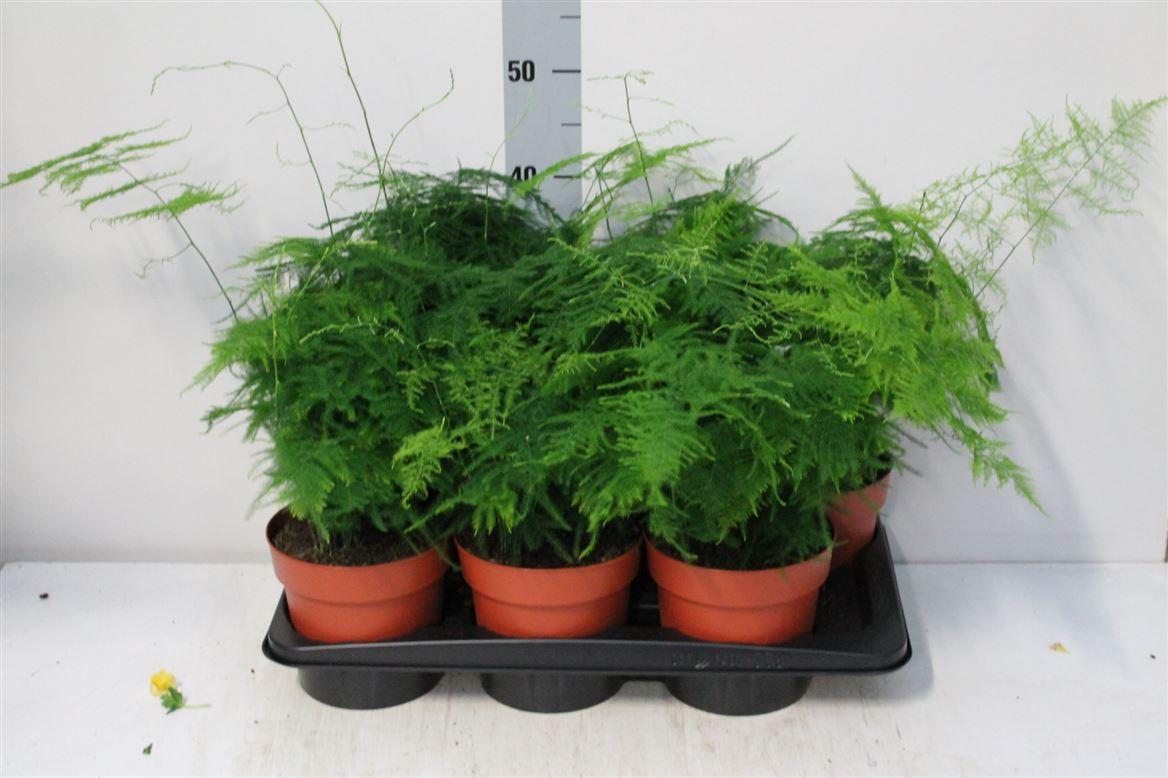 Горшечные цветы и растения оптом Asparagus Setaceus P12 от 6шт из Голландии с доставкой по России