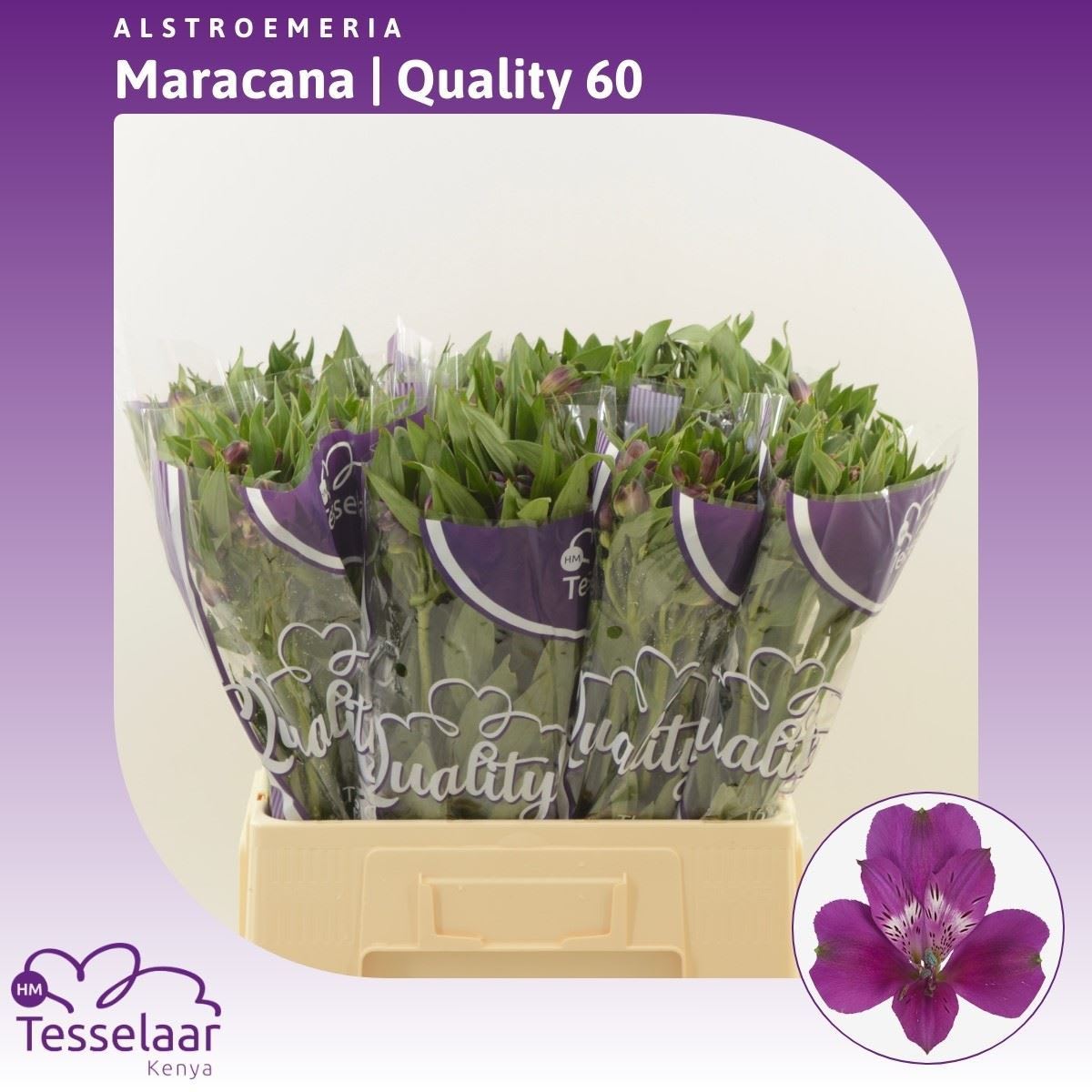 Срезанные цветы оптом Alstroemeria maracana от 280шт из Голландии с доставкой по России