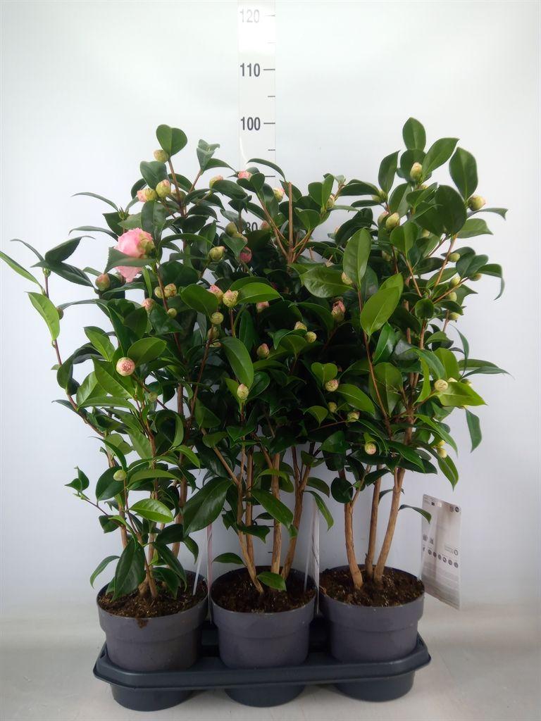 Горшечные цветы и растения оптом Camellia Japonica от 3шт из Голландии с доставкой по России
