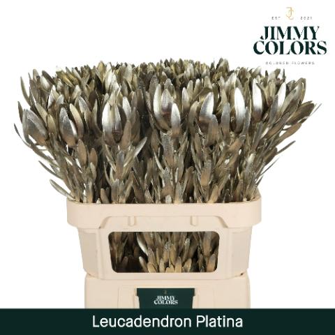 Срезанные цветы оптом Leucadendron paint metallic platina от 10шт из Голландии с доставкой по России