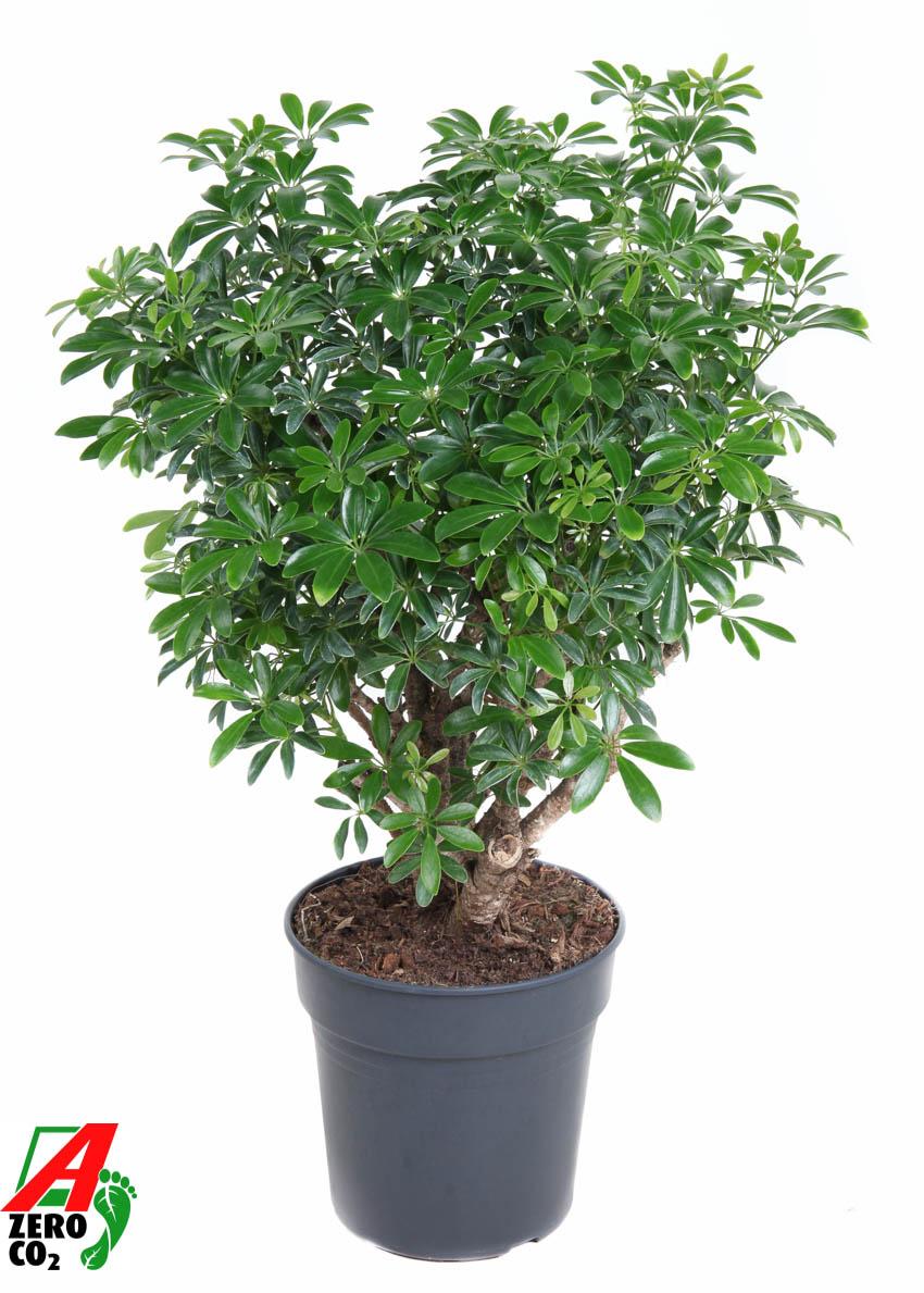 Горшечные цветы и растения оптом Schefflera Luseana от 1шт из Голландии с доставкой по России