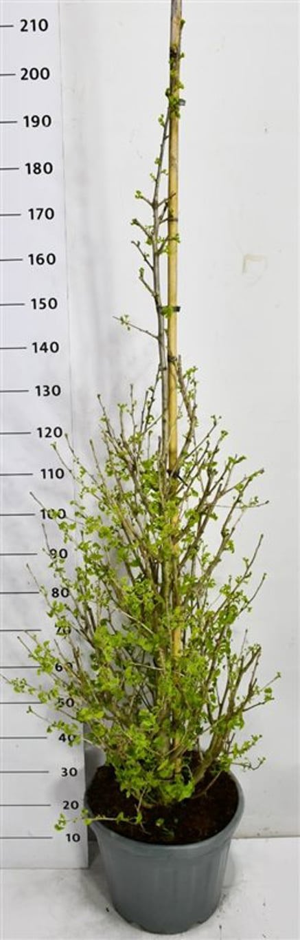 Горшечные цветы и растения оптом Ginkgo Bil. Fastigiata Blagon от 1шт из Голландии с доставкой по России