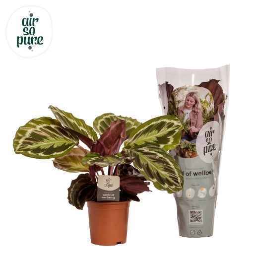 Горшечные цветы и растения оптом Calathea Medallion от 6шт из Голландии с доставкой по России