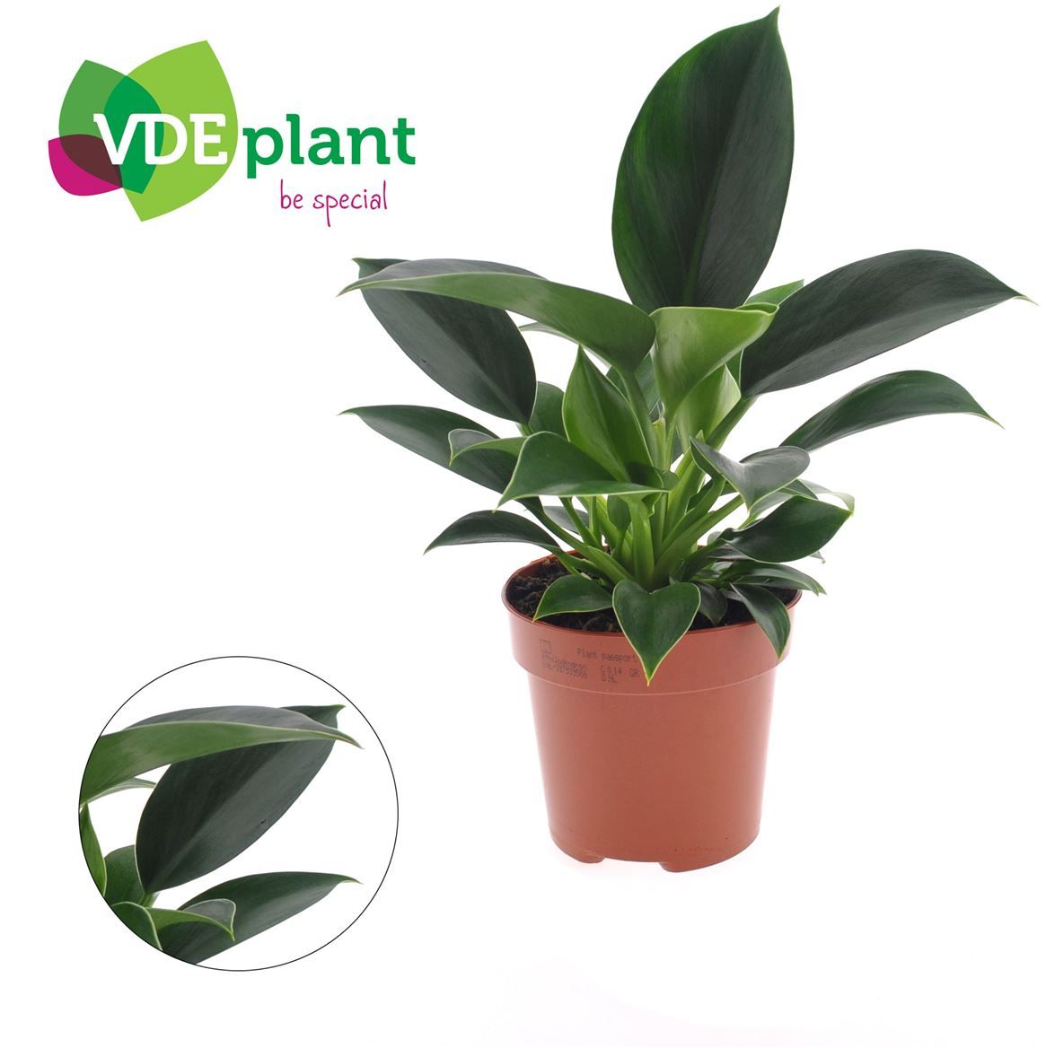 Горшечные цветы и растения оптом Philodendron Green Princess от 8шт из Голландии с доставкой по России