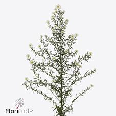 Срезанные цветы оптом Aster monte casino improved от 50шт из Голландии с доставкой по России