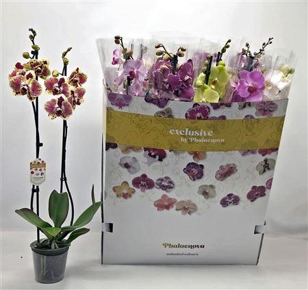 Горшечные цветы и растения оптом Phal Gem 10 Kl 2 Branches 18+ от 12шт из Голландии с доставкой по России
