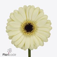 Срезанные цветы оптом Germini casillas+ от 80шт из Голландии с доставкой по России Срезанные цветы оптом Germini casillas+ от 80шт из Голландии с доставкой по России