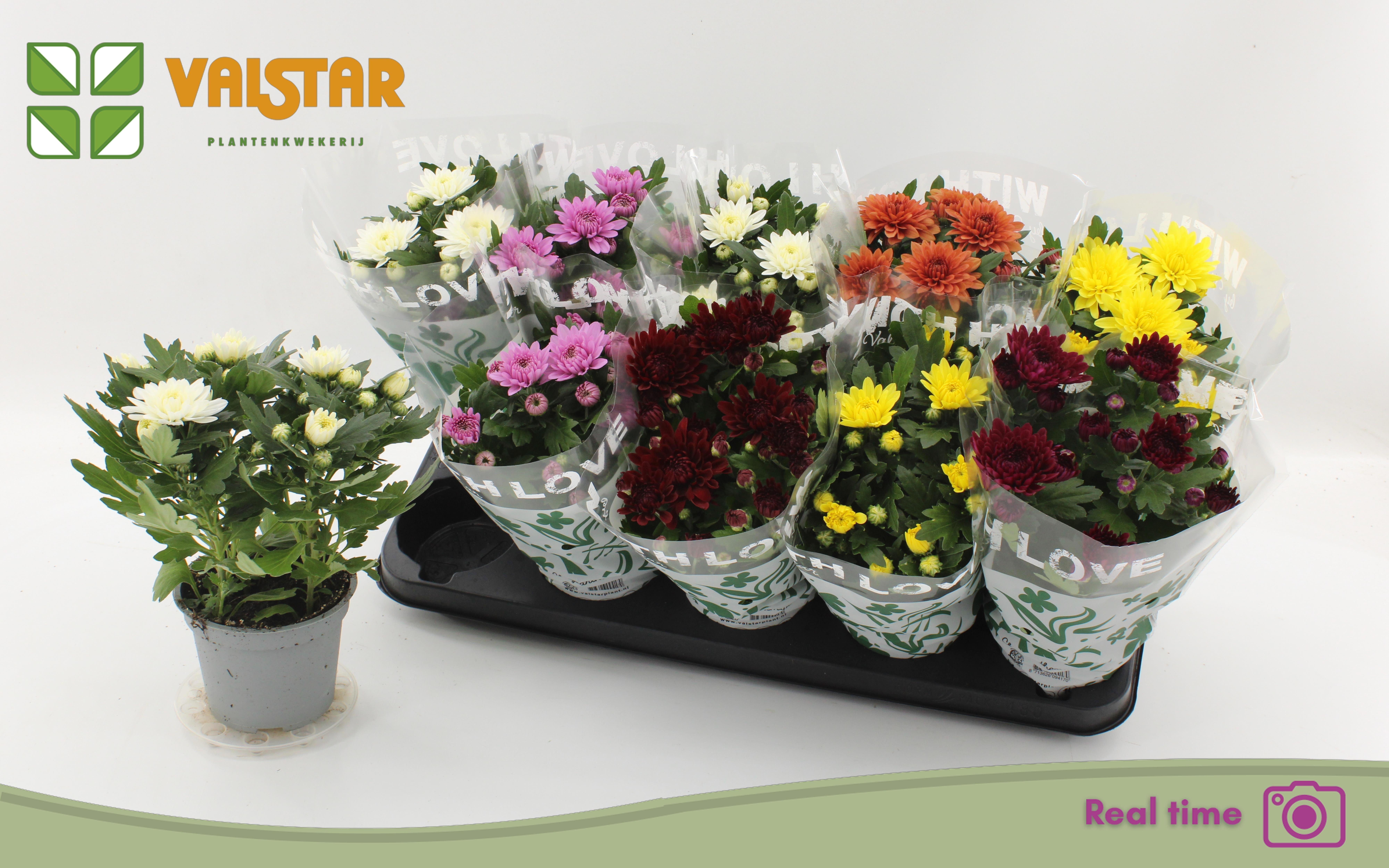 Горшечные цветы и растения оптом Chrys Gem 6 Kl от 10шт из Голландии с доставкой по России