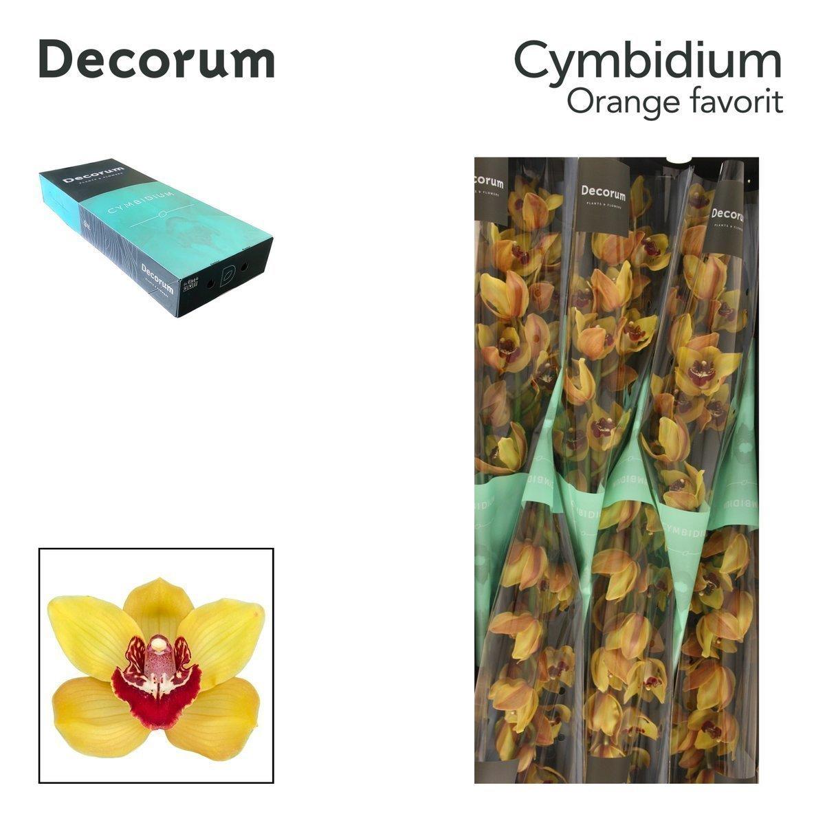 Срезанные цветы оптом Cymbidium orange favorit от 9шт из Голландии с доставкой по России