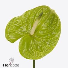 Срезанные цветы оптом Anthurium grand slam от 12шт из Голландии с доставкой по России