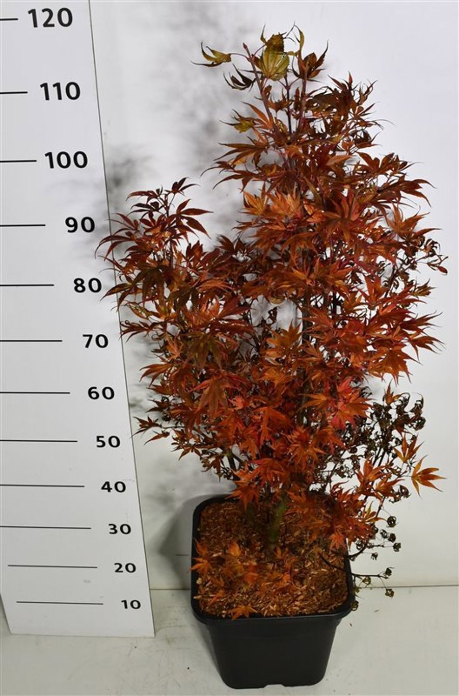 Горшечные цветы и растения оптом Acer Palm Shaina от 1шт из Голландии с доставкой по России