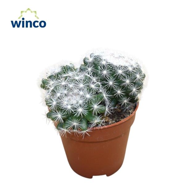 Горшечные цветы и растения оптом Mammillaria Candida от 20шт (для телеги) из Голландии с доставкой по России