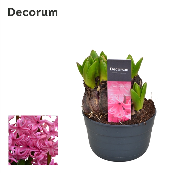 Горшечные цветы и растения оптом Hyacinthus Multiflora Pink (decorum) от 10шт из Голландии с доставкой по России