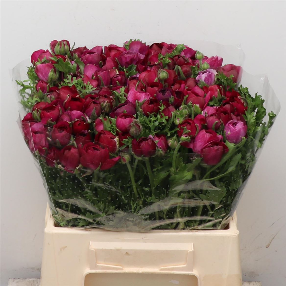 Срезанные цветы оптом Chrys sp paint kennedy red striped от 40шт... из Голландии с доставкой по России