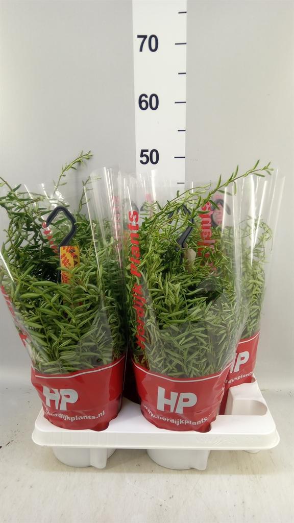 Горшечные цветы и растения оптом Aeschynanthus green Star от 4шт из Голландии с доставкой по России