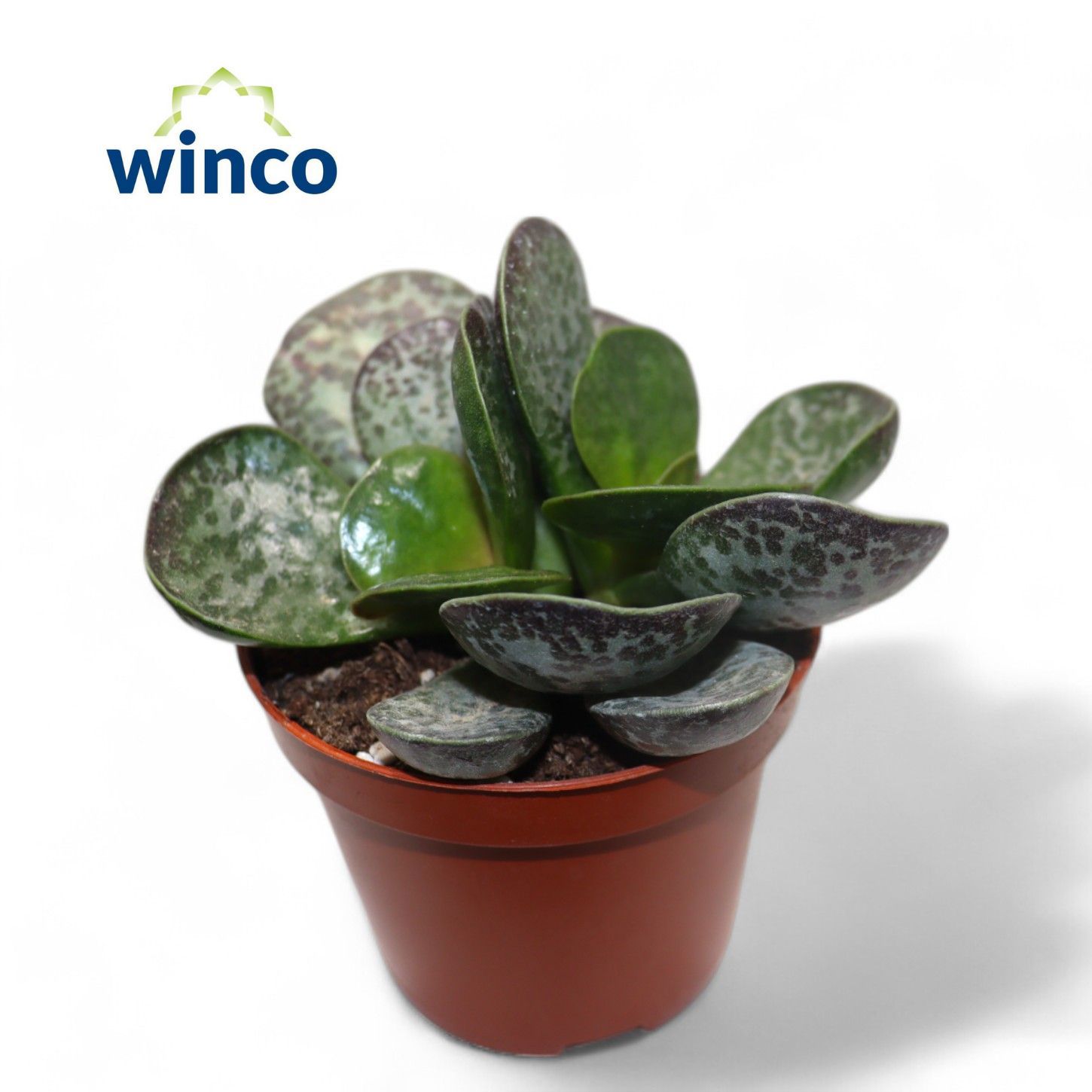 Горшечные цветы и растения оптом Adromischus Maculatus от 18шт (для телеги) из Голландии с доставкой по России