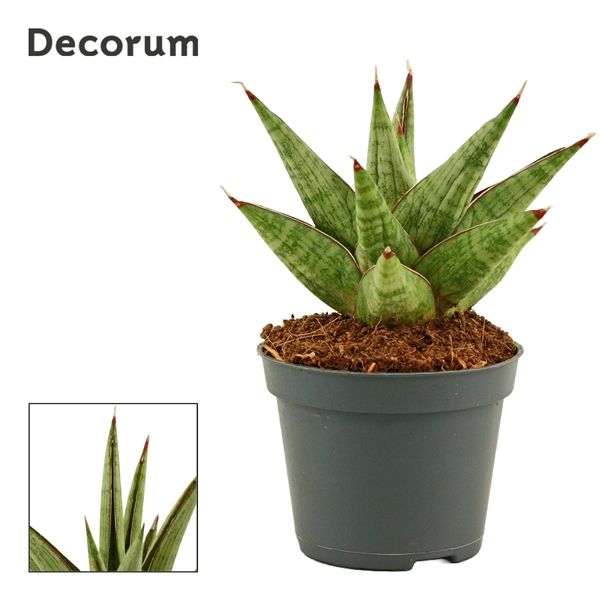 Горшечные цветы и растения оптом Sansevieria Jewel Crown (decorum) от 14шт из Голландии с доставкой по России