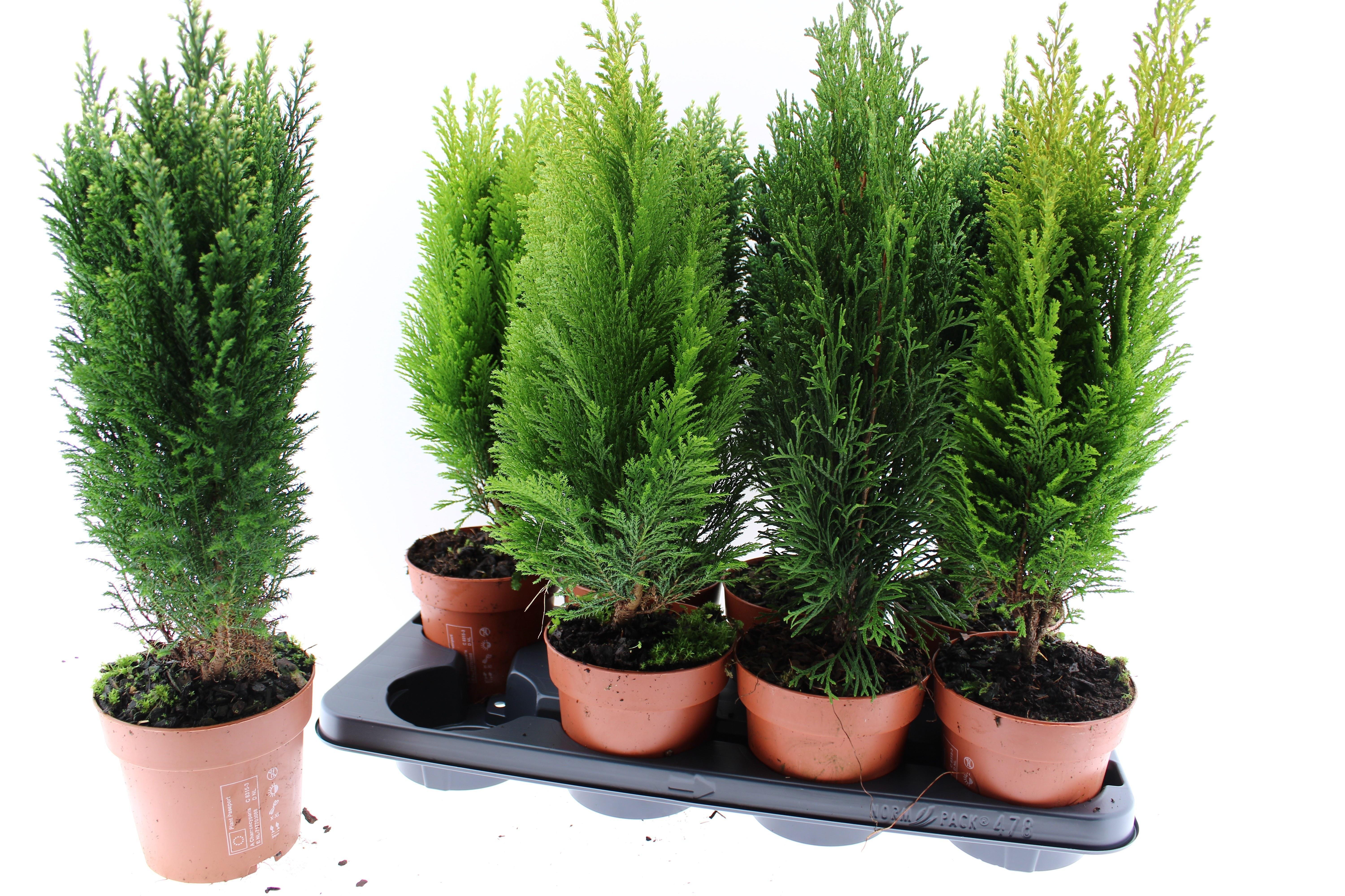 Горшечные цветы и растения оптом Coniferen Mix от 8шт из Голландии с доставкой по России