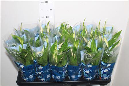 Горшечные цветы и растения оптом Spathiphyllum 9 Cm Chopin 5+ от 18шт (для телеги) из Голландии с доставкой по России