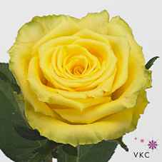 Срезанные цветы оптом Rosa la good times от 80шт. из Голландии с доставкой по России