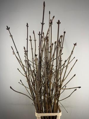 Срезанные цветы оптом Aesculus stem bronze (chestnut) от 25шт из Голландии с доставкой по России