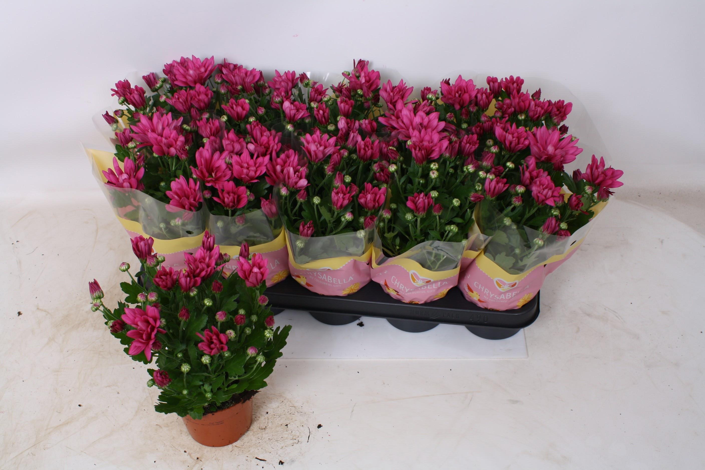 Горшечные цветы и растения оптом Chrys Jackson Purple от 10шт из Голландии с доставкой по России