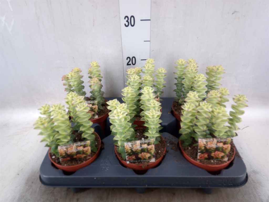 Горшечные цветы и растения оптом Crassula Perforata от 6шт из Голландии с доставкой по России