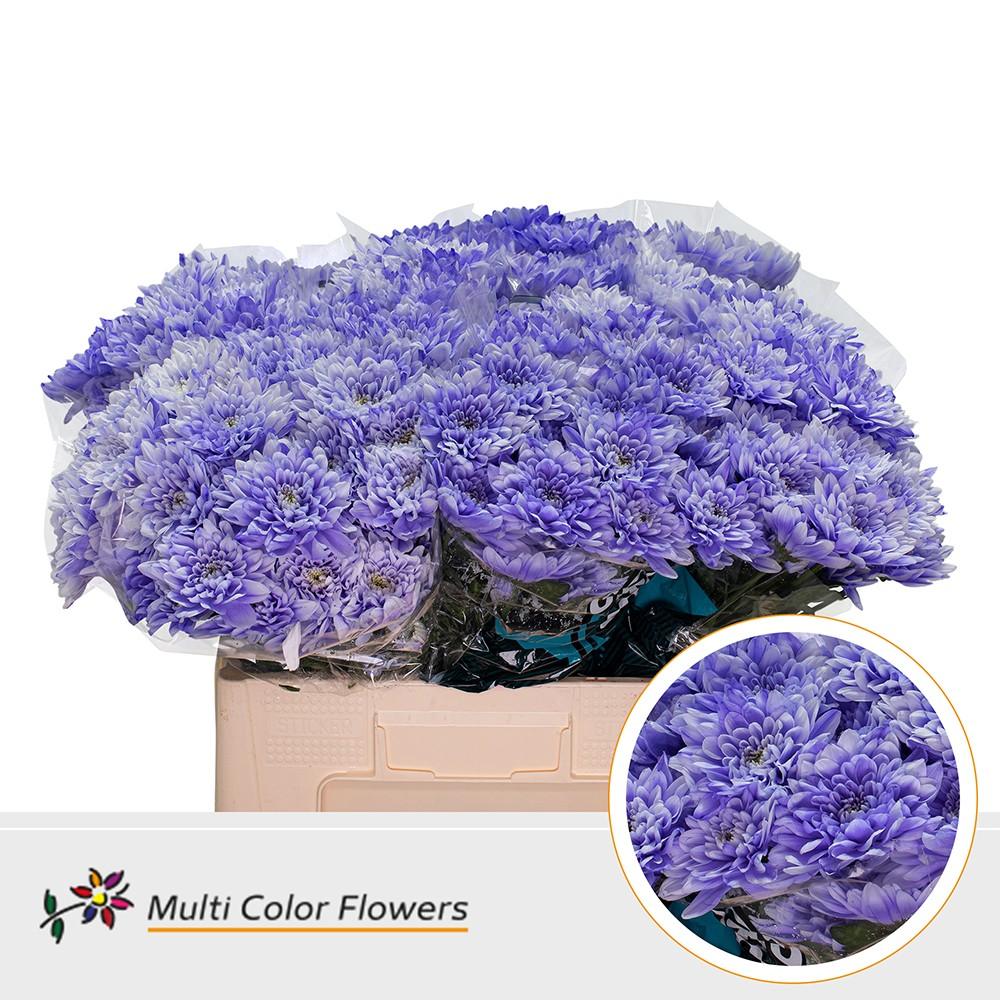 Срезанные цветы оптом Chrys sp paint baltica pastel milka от 40шт из Голландии с доставкой по России