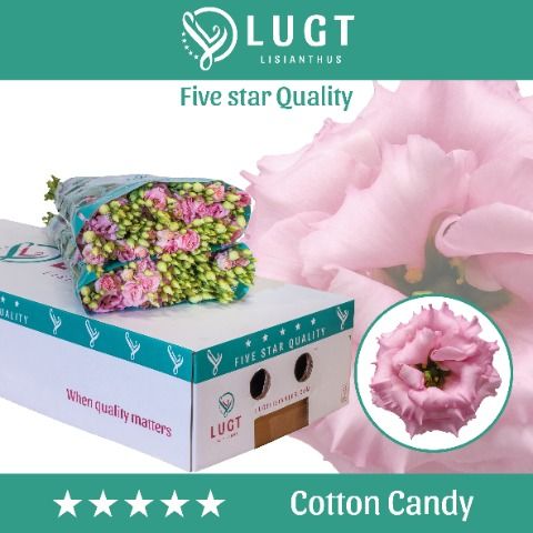 Срезанные цветы оптом Lisianthus do cotton candy от 60шт. из Голландии с доставкой по России