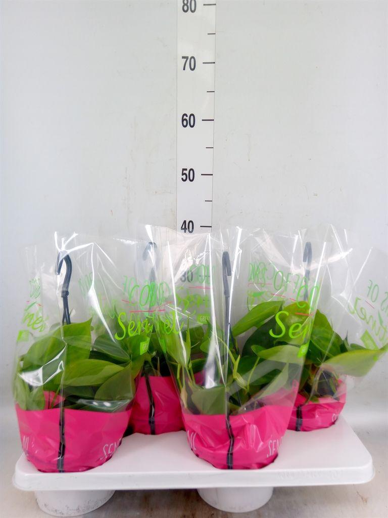 Горшечные цветы и растения оптом Philodendron Scand. от 4шт из Голландии с доставкой по России