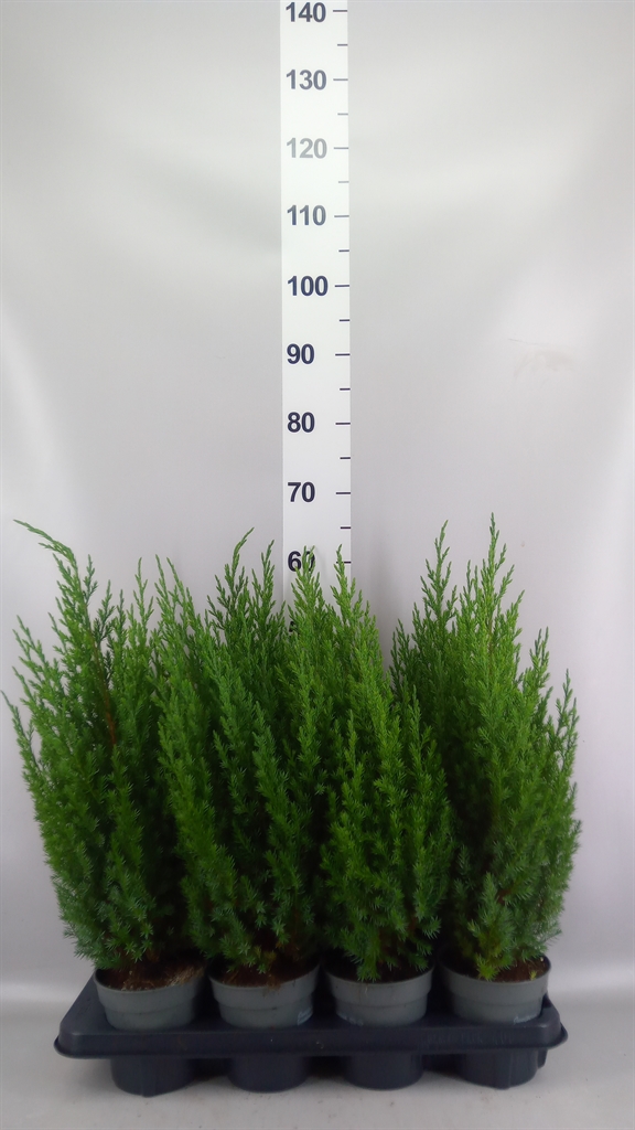 Горшечные цветы и растения оптом Juniperus Chinensis stricta от 8шт из Голландии с доставкой по России
