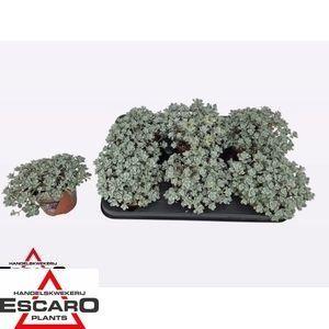 Горшечные цветы и растения оптом Sedum Sp Cape Blanco от 6шт из Голландии с доставкой по России