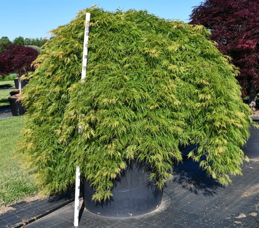 Горшечные цветы и растения оптом Acer Palm Green Lace On Stem от 1шт из Голландии с доставкой по России