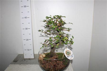 Горшечные цветы и растения оптом Bonsai Indoor Mix Ø25cm S-shape In Glass Bowl от 1шт из Голландии с доставкой по России