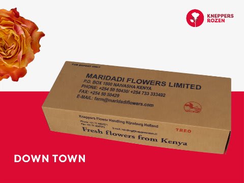 Срезанные цветы оптом Rosa large downtown от 260шт из Голландии с доставкой по России