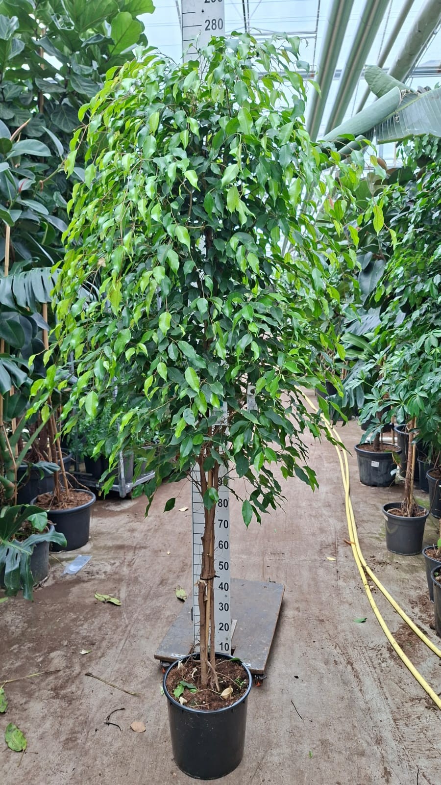 Горшечные цветы и растения оптом Ficus Be Exotica On Multistam от 1шт из Голландии с доставкой по России